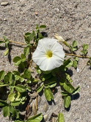 Ipomoea imperati