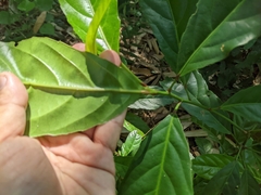 Elaeocarpus serratus