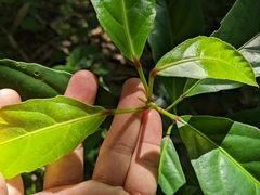 Elaeocarpus serratus