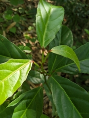 Elaeocarpus serratus