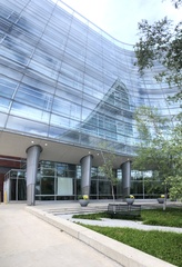 Leiothlypis peregrina