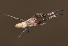 Zosis geniculata