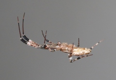 Zosis geniculata