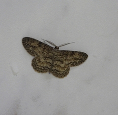 Hypomecis transcissa