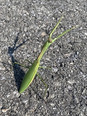 Tenodera angustipennis