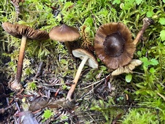 Inocybe digitula