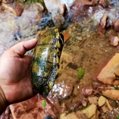 Kinosternon integrum