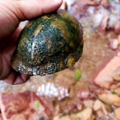 Kinosternon integrum