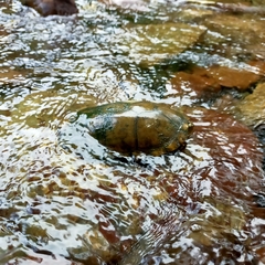 Kinosternon integrum