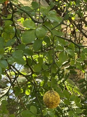 Citrus trifoliata