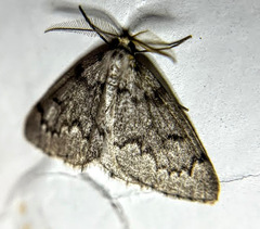 Nepytia canosaria