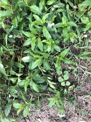 Physostegia virginiana
