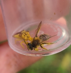 Callandrena