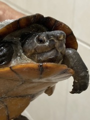 Kinosternon creaseri