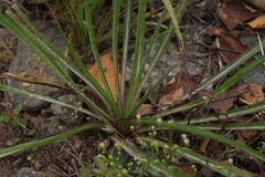 Tragopogon orientalis
