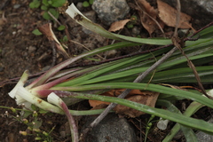 Tragopogon orientalis
