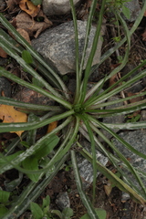 Tragopogon orientalis