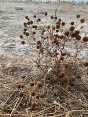 Oncosiphon pilulifer