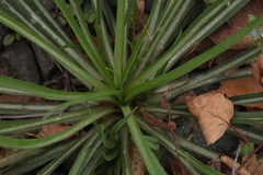 Tragopogon orientalis