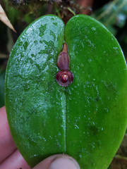 Pleurothallis cordata