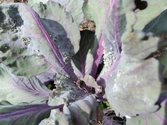 Brevicoryne brassicae