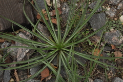 Tragopogon orientalis