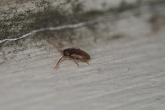 Ptilodactyla