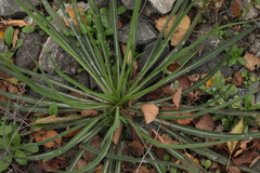 Tragopogon orientalis