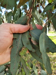 Eucalyptus sideroxylon