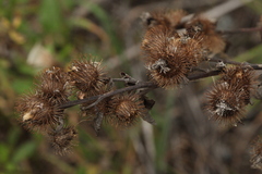 Tragopogon orientalis