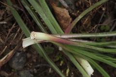 Tragopogon orientalis