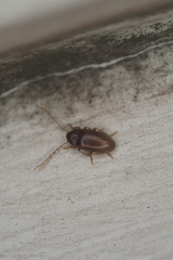 Ptilodactyla