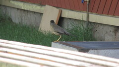 Turdus falcklandii