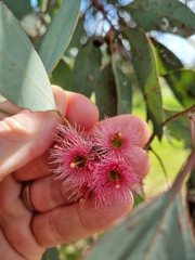 Eucalyptus sideroxylon