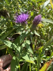 Cirsium vlassovianum