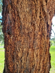 Eucalyptus sideroxylon