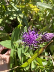 Cirsium vlassovianum
