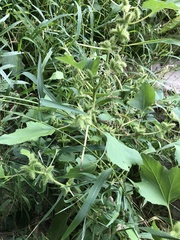 Xanthium strumarium