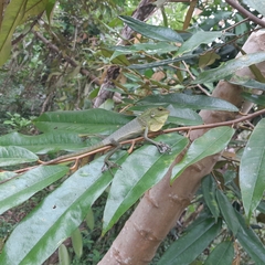 Bronchocela jubata