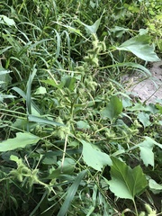 Xanthium strumarium