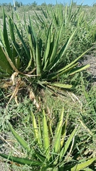 Agave lechuguilla
