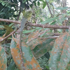 Bronchocela jubata