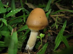 Psilocybe caerulescens