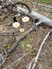 Erigeron coulteri