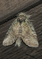 Cecrita biundata