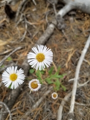 Erigeron coulteri