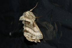 Euchalcia variabilis