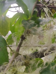 Clematis