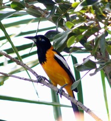 Icterus icterus