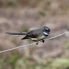 Rhipidura fuliginosa placabilis